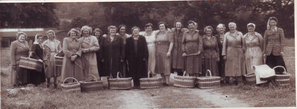 This image has an empty alt attribute; its file name is asparagus-cutting-cockley-cley-2.jpg